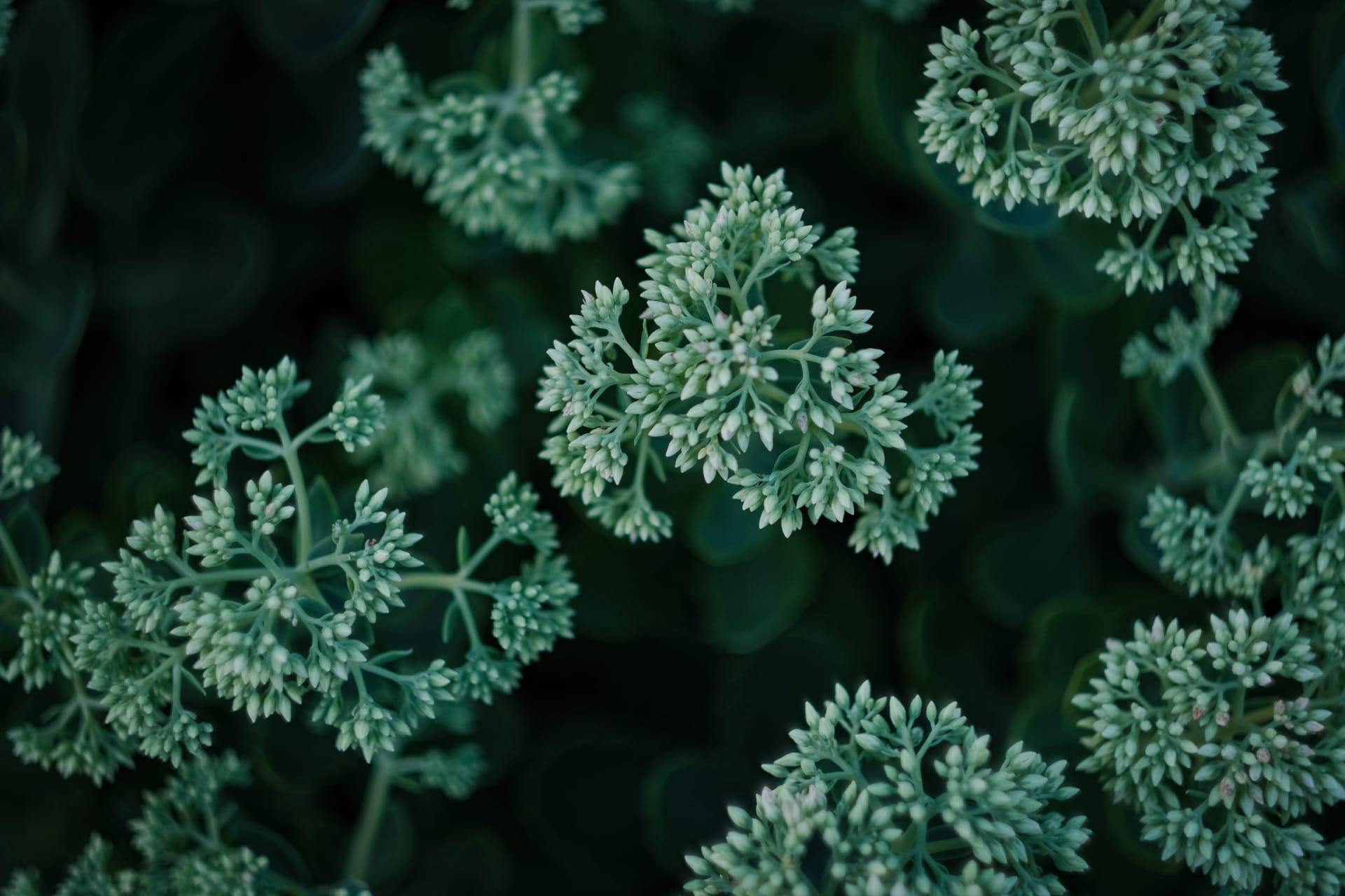 macro photography of budding plants